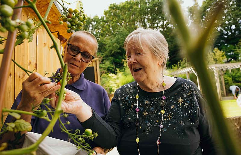 Two women plucking tomato looking happy