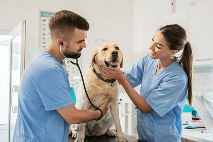 Two vests wearing blue scrubs standing either side of a golden retriever.