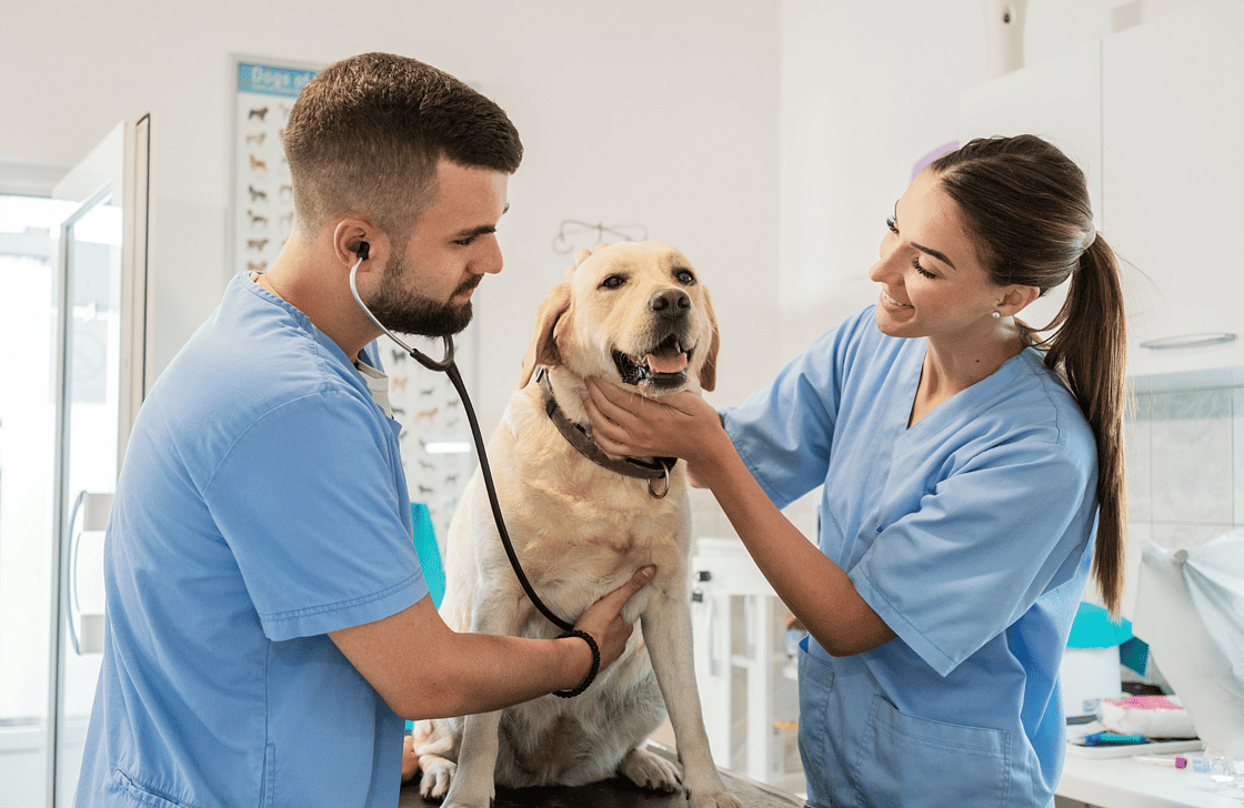 Two vests wearing blue scrubs standing either side of a golden retriever.