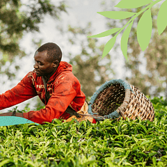 Engage Case study26 Taylors Impact