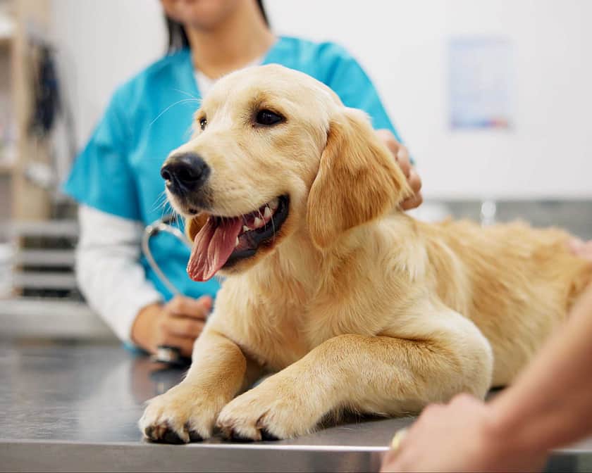 A young blonde labrador lying on the table of a veterinary office.
