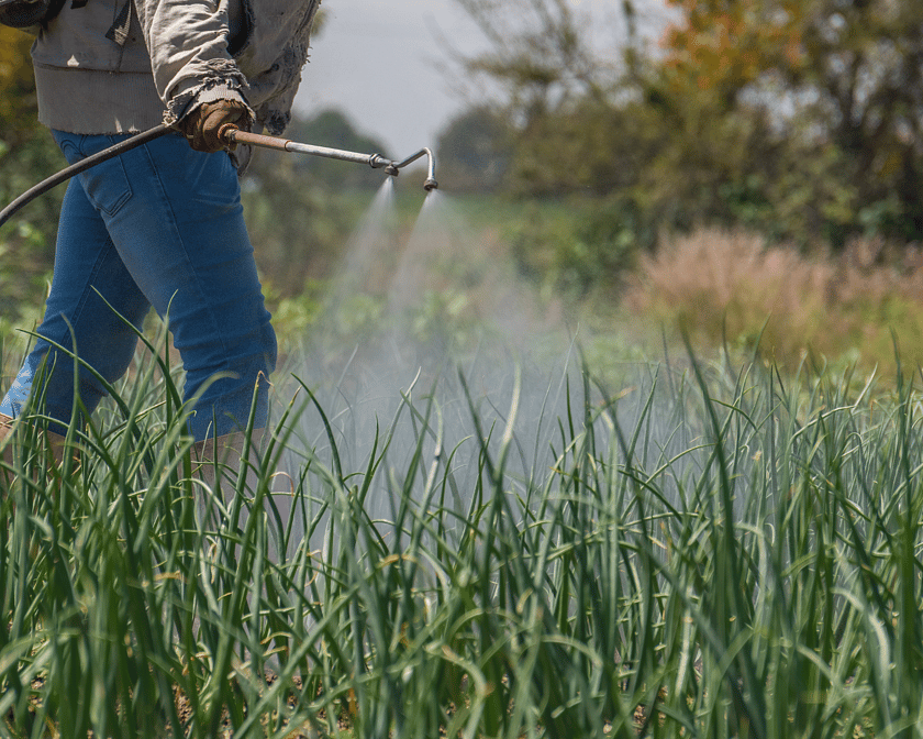 A green field of grass waist height being sprayed with fertilizer by a person wearing jeans and leather boots.