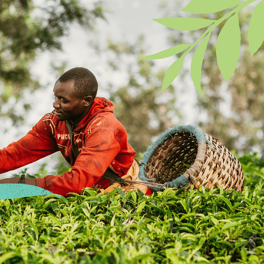 Engage Case study26 Taylors Impact