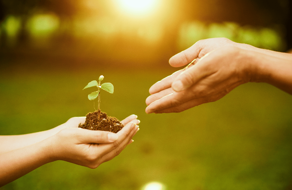 Sustainable Two hands reaching for each other passing on a green fresh plant in soil with the sunshine in teh background