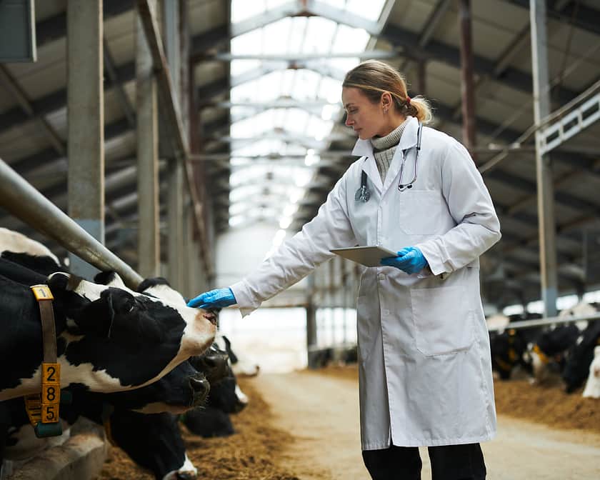 A female veterinarian in a cow shed touching the nose of a cow.